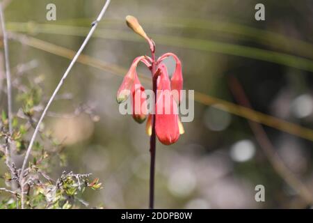 Blandfordia nobilis, commonly known as Christmas bells or gadigalbudyari in Cadigal language, is a flowering plant endemic to New South Wales. It is a Stock Photo