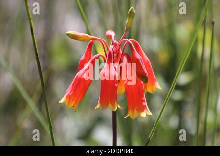 Blandfordia nobilis, commonly known as Christmas bells or gadigalbudyari in Cadigal language, is a flowering plant endemic to New South Wales. It is a Stock Photo