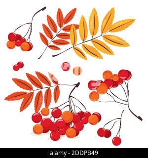 Many red rowan berries with orange and yellow autumn leaves, vector illustration on a white background Stock Vector