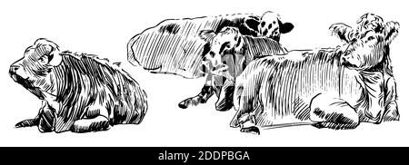 Cows lying down on meadow Hand drawn in a sketch style black and white graphic vector illustration Stock Vector