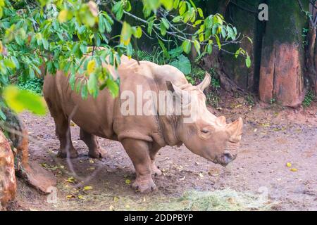 Sumatran rhino at the Taipei Zoo in Taiwan Stock Photo
