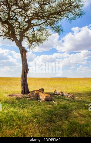 Savanna landscape with a single tree with lions in the shade Stock Photo