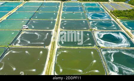 Aerial view of the prawn farm with aerator pump. Bohol, Philippines. Ponds for shrimp farming. Stock Photo