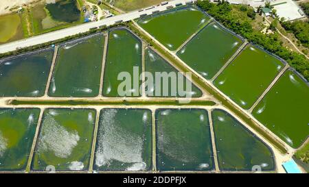 Shrimp farm with ponds and aerator pump, top view. Bohol, Philippines. The growing aquaculture business continuously threatening the nearby wetlands. Stock Photo