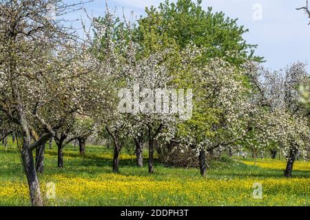 apple tree (Malus domestica), blooming apple trees of an orchard in spring, Germany, Baden-Wuerttemberg Stock Photo