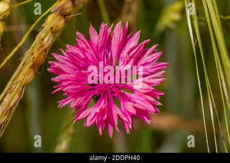 bluebottle, cornflower (Centaurea cyanus), with pink flowers, Germany, Baden-Wuerttemberg Stock Photo