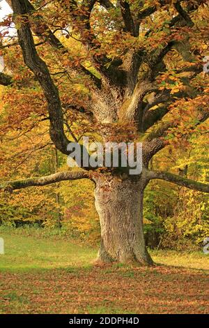 oak (Quercus spec.), old oak in autumn, Germany, Baden-Wuerttemberg, Pfitzingen Stock Photo