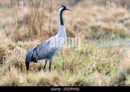 Common crane, Eurasian Crane (Grus grus), standing on grass, side view, Sweden, Vaestergoetland, Falkoeping Stock Photo