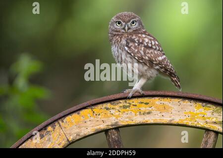 little owl (Athene noctua), perching on a spokewheel, Germany, Lower Saxony Stock Photo