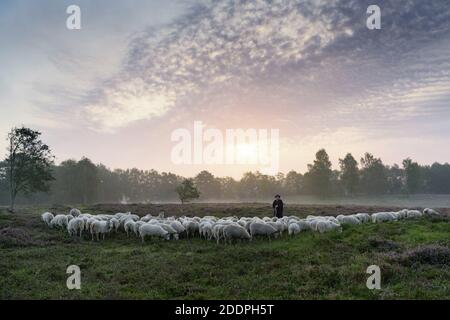 domestic sheep (Ovis ammon f. aries), sheepherder with flock of sheep in morning light in the heath, Germany, Lower Saxony, Oldenburger Muensterland, Stock Photo