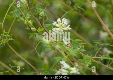 climbing corydalis (Ceratocapnos claviculata, Corydalis claviculata), blooming, Germany Stock Photo