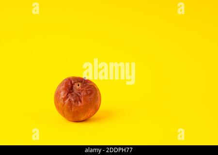 Rotten apple with a worm on a uniform yellow background. Stock Photo