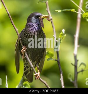 common starling (Sturnus vulgaris), male perching at a branch with caterpillars and leaves in the bill, Germany, Baden-Wuerttemberg Stock Photo