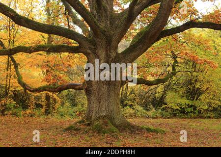 oak (Quercus spec.), old oak in autumn, Germany, Baden-Wuerttemberg, Pfitzingen Stock Photo