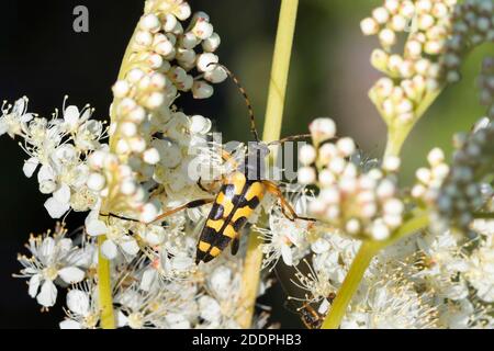 Spotted Longhorn, Yellow-black Longhorn Beetle (Strangalia maculata, Stenurella maculata, Leptura maculata, Rutpela maculata), on the inflorescence Stock Photo