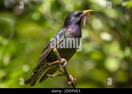 common starling (Sturnus vulgaris), male perching on a branch with caterpillars and leaves in the bill, Germany, Baden-Wuerttemberg Stock Photo