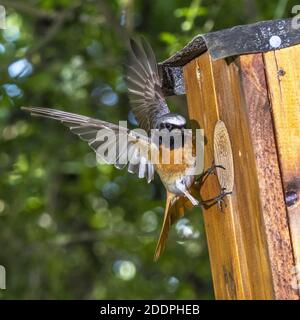 common redstart (Phoenicurus phoenicurus), male approaching the nest box with fodder in the bill, Germany, Baden-Wuerttemberg Stock Photo