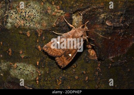 The satellite (Eupsilia transversa), at the bait at bark, dorsal view, Germany, North Rhine-Westphalia Stock Photo