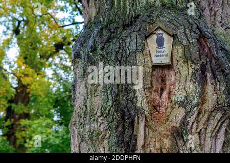 oak (Quercus spec.), old oak in Luettenhagen, Germany, Mecklenburg-Western Pomerania, Muritz Nationalpark, Feldberger Seenlandschaft Stock Photo