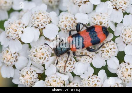 Bee hive beetle (Trichodes apiarius), bloom attandance on yarrow, dorsal view, Germany Stock Photo