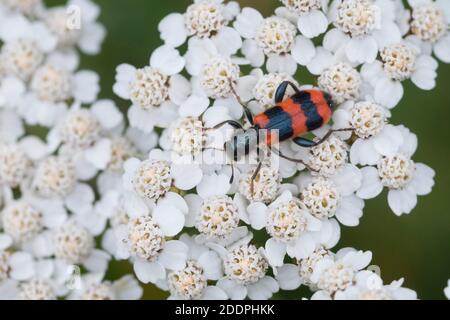Bee hive beetle (Trichodes apiarius), bloom attandance on yarrow, dorsal view, Germany Stock Photo