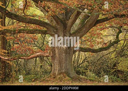 oak (Quercus spec.), old oak in autumn, Germany, Baden-Wuerttemberg, Pfitzingen Stock Photo