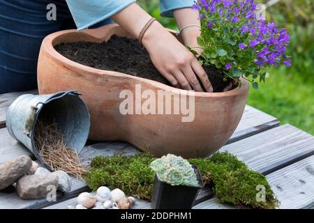 making an insect hotel with empty snail-shells, decorated with flowers, Germany Stock Photo