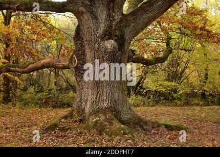 oak (Quercus spec.), old oak in autumn, Germany, Baden-Wuerttemberg, Pfitzingen Stock Photo