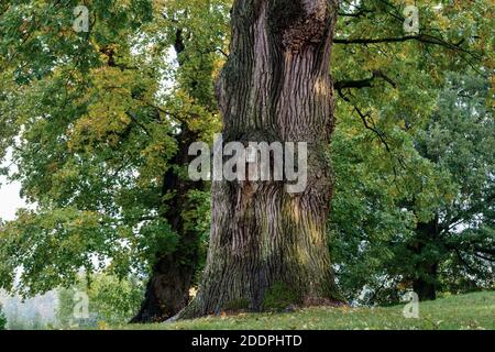 oak (Quercus spec.), old oak in Luettenhagen, Germany, Mecklenburg-Western Pomerania, Muritz Nationalpark, Feldberger Seenlandschaft Stock Photo