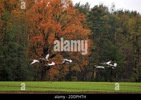 Common crane, Eurasian Crane (Grus grus), flying cranes over a field in autumn, Germany, Saxony, Oberlausitz Stock Photo