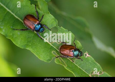 garden chafer, garden foliage beetle (Phyllopertha horticola, Phylloperta horticola), two garden chafers on a leaf, dorsal view, Germany Stock Photo