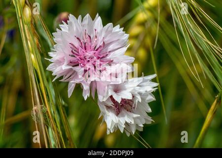 bluebottle, cornflower (Centaurea cyanus), with pink and white flowers, Germany, Baden-Wuerttemberg Stock Photo