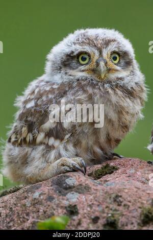 little owl (Athene noctua), juvenile sits on a stone, Germany, Lower Saxony