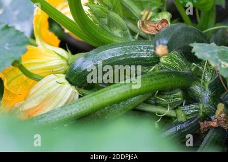 courgette, zucchini (Cucurbita pepo var. giromontiia, Cucurbita pepo subsp. pepo convar. giromontiina), fruit and flower, Germany Stock Photo