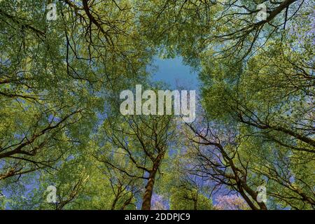 common beech (Fagus sylvatica), beech forest, view into the tree tops, Germany, Mecklenburg-Western Pomerania, Ruegen, Jasmund National Park Stock Photo