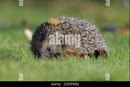 Hedgehog on grass with autumn leaf Stock Photo