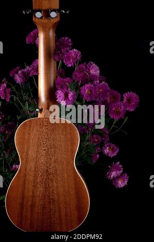 Brown guitar ukulele back side magenta flowers black background Stock Photo