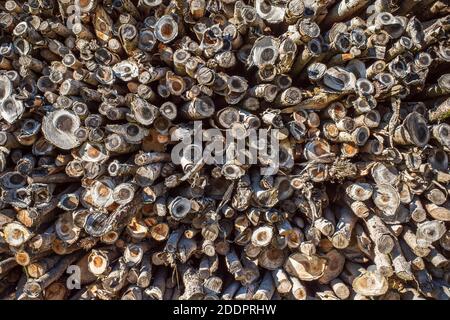 stack of many small firewoods Stock Photo
