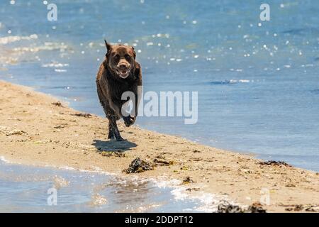 A chocolate labrador running on the beach Stock Photo