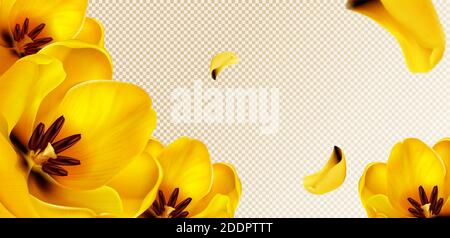 Yellow tulips, flying petals on transparent background with copy space for text. Vector template for spring poster or greeting card with realistic flower bouquet and yellow blossoms Stock Vector