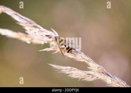 A close up hoverfly resting on pampass grass Stock Photo