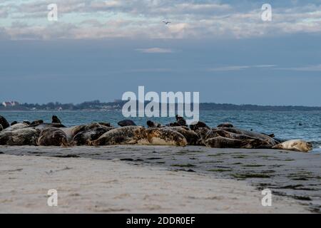 A harbor seal colony resting on a sandbank near the ocean. Picture from Falsterbo in Scania, southern Sweden Stock Photo