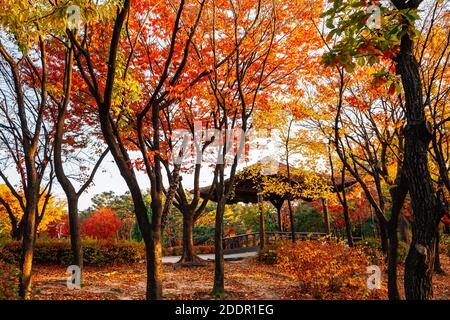 Namsangol park, Korean traditional pavilion with autumn maple forest in Seoul, Korea Stock Photo