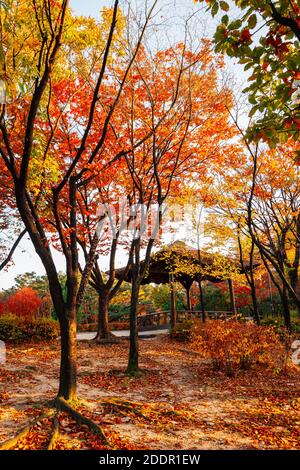Namsangol park, Korean traditional pavilion with autumn maple forest in Seoul, Korea Stock Photo