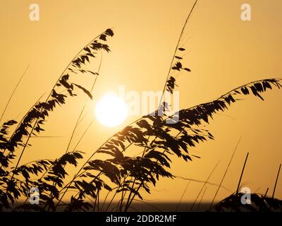 Sea Oats silhouetted by orange sky and sun on Sanibel Island on the Gulf coast of Florida in the United States