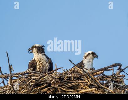 Pair of Ospreys in a nest aganist a blue sky on Sanibel Island in Southwest Florida in the Umited States Stock Photo