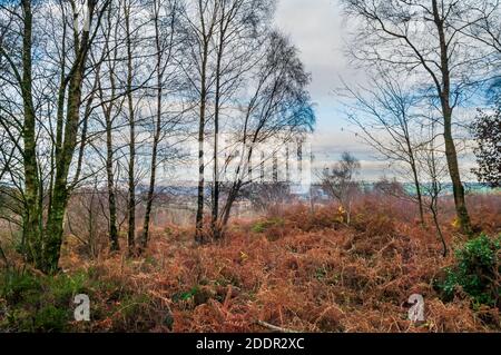 Silver birch trees growing amidst bracken on the steep slopes at Strawberry Lee, between Blacka Moor and Totley near Sheffield. Stock Photo