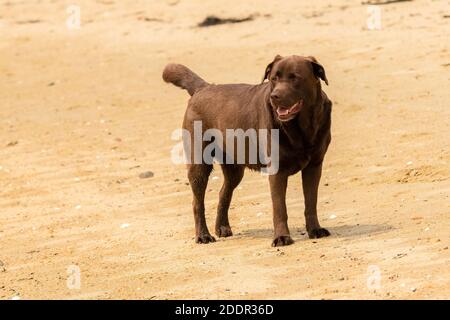 A young chocolate labrador standing on the beach, portrait Stock Photo
