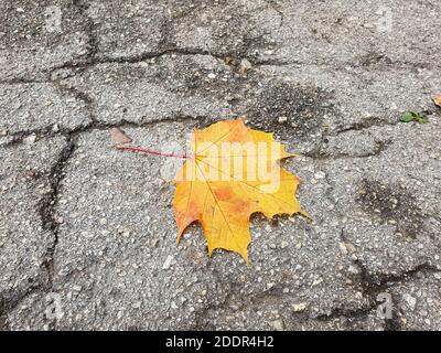 Single yellow maple autumn leaf on cracked asphalt alley in the park in Ruse, Bulgaria. Stock Photo