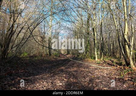 Aconbury Wood in Herefordshire UK - Nov 2020 hillside woods owned by the Duchy of Cornwall open to the public.near the village of Kingsthorne. Stock Photo